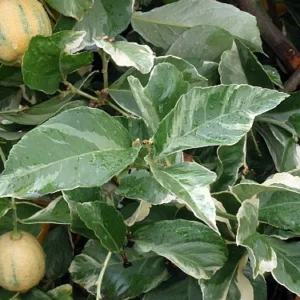 Pink Variegated Eureka Lemon Tree 5-inch Pot - Year-Round Fruit - No Shipping to Tx, Fl, Az, Ca, La, Hi