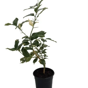 Pink Variegated Eureka Lemon Tree 5-inch Pot - Year-Round Fruit - No Shipping to Tx, Fl, Az, Ca, La, Hi