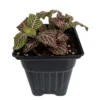 Pink Veined Nerve Plant Fittonia - Easy Care House Plant - 4 Inch Pot