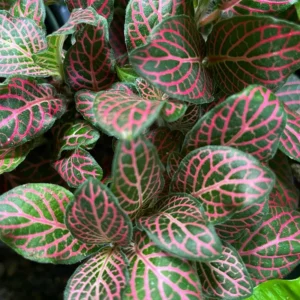 Pink Veined Nerve Plant Fittonia - Easy Care House Plant - 4 Inch Pot
