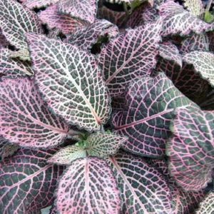 Pink Veined Nerve Plant Fittonia - Easy Care House Plant - 4 Inch Pot