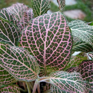 Pink Veined Nerve Plant Fittonia - Easy Care House Plant - 4 Inch Pot