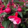 Pink White Fuchsia Live Plant - Potted Hardy Garden Flower - 3-5 Inch