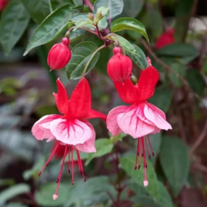 Pink White Fuchsia Live Plant - Potted Hardy Garden Flower - 3-5 Inch