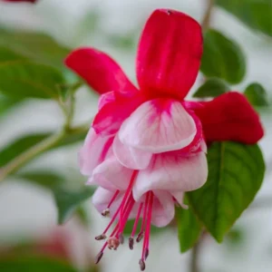 Pink White Fuchsia Live Plant - Potted Hardy Garden Flower - 3-5 Inch