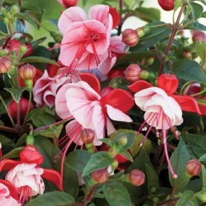 Pink White Fuchsia Live Plant - Potted Hardy Garden Flower - 3-5 Inch