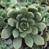 Pinwheel Succulent Aeonium House Plant - 3.5 Inch Pot - Easy Care