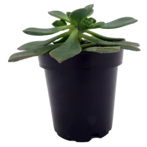 Pinwheel Succulent Aeonium House Plant - 3.5 Inch Pot - Easy Care