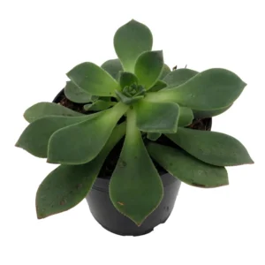 Pinwheel Succulent Aeonium House Plant - 3.5 Inch Pot - Easy Care