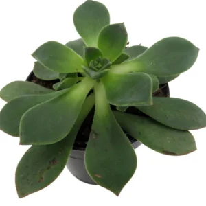 Pinwheel Succulent Aeonium House Plant - 3.5 Inch Pot - Easy Care