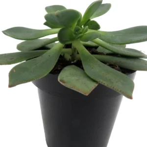 Pinwheel Succulent Aeonium House Plant - 3.5 Inch Pot - Easy Care