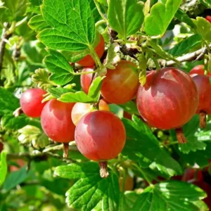 Pixwell Gooseberry Plant 3-Pack - Ribes Uva-Crispa Starter Plants for Homestead Fruit