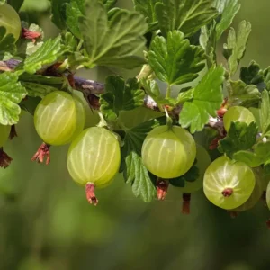 Pixwell Gooseberry Plant 3-Pack - Ribes Uva-Crispa Starter Plants for Homestead Fruit