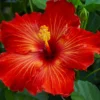 Playboy Hibiscus - Hardy Hibiscus Live Plants - 10-15 Inch Height - 1 Gallon Pot - Colorful Blooms