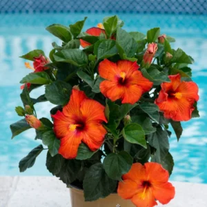Playboy Hibiscus - Hardy Hibiscus Live Plants - 10-15 Inch Height - 1 Gallon Pot - Colorful Blooms