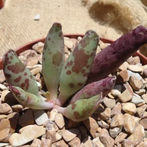 Plover Eggs Adromischus Festivus Succulent - Rare Variety - 4 Inch Pot - Unique