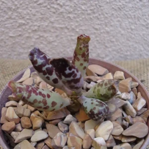Plover Eggs Adromischus Festivus Succulent - Rare Variety - 4 Inch Pot - Unique
