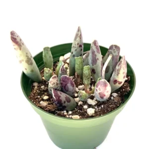 Plover Eggs Adromischus Festivus Succulent - Rare Variety - 4 Inch Pot - Unique