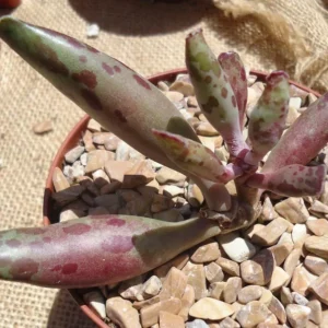 Plover Eggs Adromischus Festivus Succulent - Rare Variety - 4 Inch Pot - Unique
