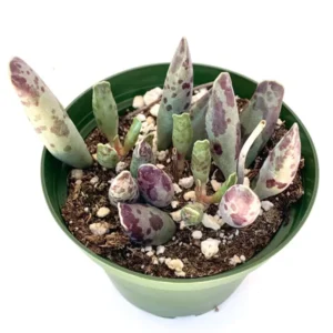 Plover Eggs Adromischus Festivus Succulent - Rare Variety - 4 Inch Pot - Unique