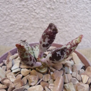 Plover Eggs Adromischus Festivus Succulent - Rare Variety - 4 Inch Pot - Unique