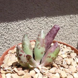 Plover Eggs Adromischus Festivus Succulent - Rare Variety - 4 Inch Pot - Unique