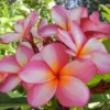 Plumeria Cutting Cotton Candy 13 to 15" Pink White Orange-Yellow Flower Plant