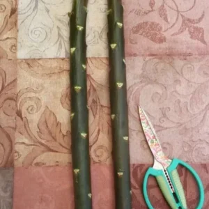 Plumeria Cutting Cotton Candy 13 to 15" Pink White Orange-Yellow Flower Plant