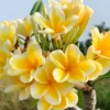 Plumeria Cutting Rubra Yellow 13-15 inch Unbranded Fresh Garden Cutting