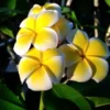 Plumeria Cutting Rubra Yellow Multi Tip 17 to 19 inch Tropical Plant