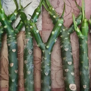 Plumeria Cutting Rubra Yellow Multi Tip 17 to 19 inch Tropical Plant