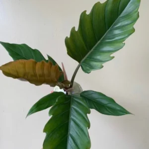 Pluto Philodendron Collector's Series - 4 inch Pot - Rare Tropical Plant