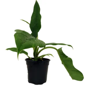 Pluto Philodendron Collector's Series - 4 inch Pot - Rare Tropical Plant