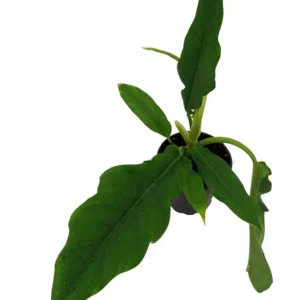 Pluto Philodendron Collector's Series - 4 inch Pot - Rare Tropical Plant