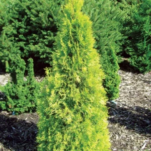 Polar Gold Arborvitae Thuja Evergreen Plant - 4 inch Pot - Hardy Shrub
