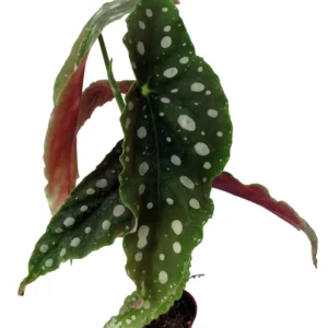 Polka Dot Begonia Maculata Bat Wing Plant - 2 Inch Pot - Rare Find