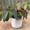 Polka Dot Begonia Plant - Rare Bat Wing Begonia maculata - 4 Inch Pot - Unique Houseplant