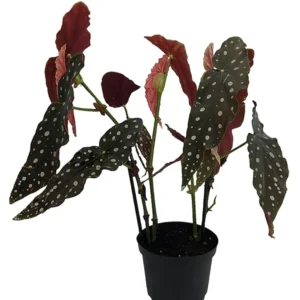 Polka Dot Begonia Plant - Rare Bat Wing Begonia maculata - 4 Inch Pot - Unique Houseplant