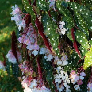 Polka Dot Begonia Plant - Rare Bat Wing Begonia maculata - 4 Inch Pot - Unique Houseplant