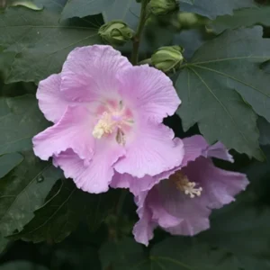 Pollypetite Rose of Sharon Hibiscus Dwarf Plant - 4 Inch Pot - Lavender Blooms