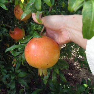 Pomegranate Plant - 4" Pot - Sweet Fruit - Houseplant and Outdoor Ornamental