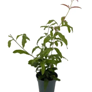 Pomegranate Plant - 4