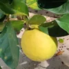 Ponderosa Lemon Tree - 3-4 Ft Yellow Citrus Fruit Tree Plant Grafted