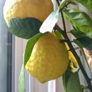 Ponderosa Lemon Tree - 3-4 Ft Yellow Citrus Fruit Tree Plant Grafted