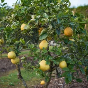 Ponderosa Lemon Tree - 3-4 Ft Yellow Citrus Fruit Tree Plant Grafted