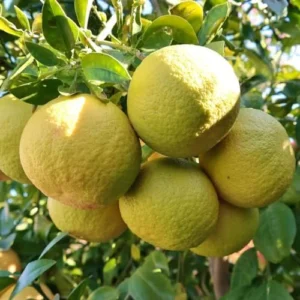 Ponderosa Lemon Tree - 3-4 Ft Yellow Citrus Fruit Tree Plant Grafted