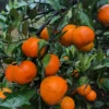 Ponkan Mandarin Tangerine Tree - 3 Feet Tall - Live Mandarin Orange Plant - Outdoor