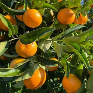 Ponkan Mandarin Tangerine Tree - 3 Feet Tall - Live Mandarin Orange Plant - Outdoor