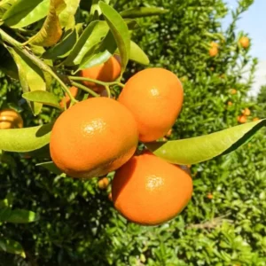 Ponkan Mandarin Tangerine Tree - 3 Feet Tall - Live Mandarin Orange Plant - Outdoor