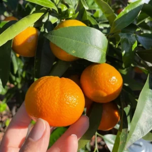 Ponkan Mandarin Tangerine Tree - 3 Feet Tall - Live Mandarin Orange Plant - Outdoor